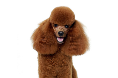 贵宾犬培训的价格