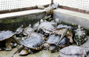 放生一定要念的咒语