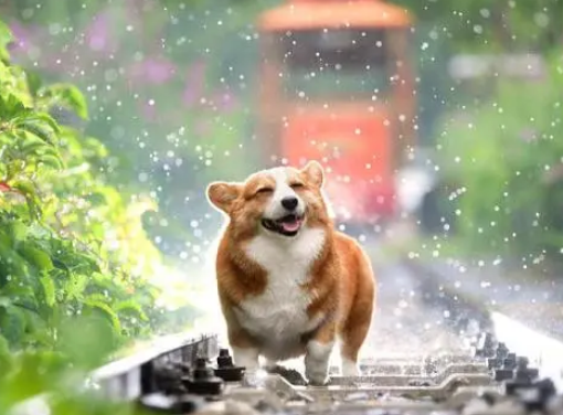 图数室｜掏空钱包的铲屎官能被宠物险拯救吗？