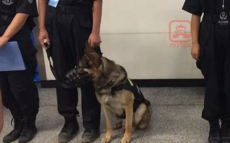 网友乘地铁发现警犬已戴上嘴套 网友乘地铁发现警犬已戴上嘴套
