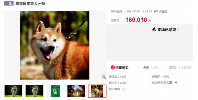柴犬登登16万被拍走！原主人又想要回…买家发声