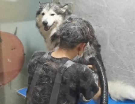 小哥给哈士奇洗澡吹毛,自己快要变成雪人了 小哥给哈士奇洗澡吹毛,自己快要变成雪人了