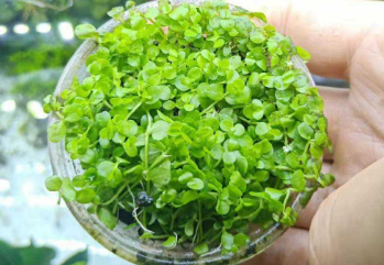 矮珍珠和迷你矮珍珠哪个好养