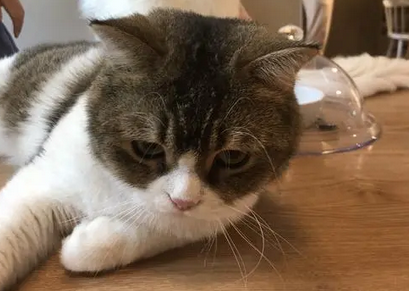 8岁孩子“撸猫”被抓伤，猫咖店张贴免责声明真的能免责吗？