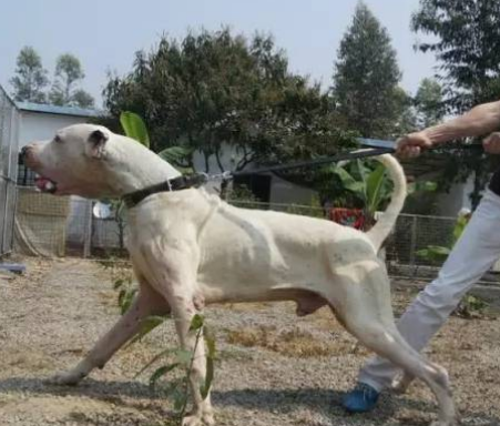 终极杀戮机器库达犬，猛犬中的战斗犬！ 
