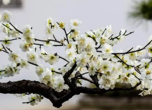 梅花的品质和精神 梅花的品质和精神