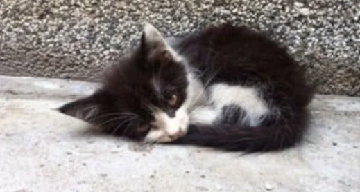 主人还担心捡回来的猫与家里的猫相处不来,结局难料,亲上加亲 主人还担心捡回来的猫与家里的猫相处不来,结局难料,亲上加亲