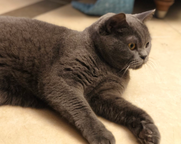 赛乐宠肤安丨治疗猫、狗等宠物的皮肤病症