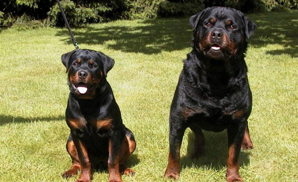 禁养犬名单各地不统一,这些烈性犬要注意 禁养犬名单各地不统一,这些烈性犬要注意