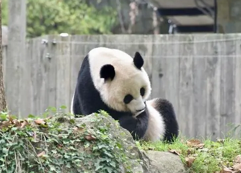 美国华盛顿动物园为旅美大熊猫举办“告别派对”系列活动