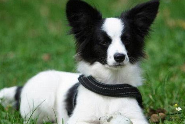 蝴蝶犬能长多大 蝴蝶犬能长多大