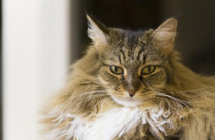 世界上体型最大的纯种猫，体重超普通猫咪两倍