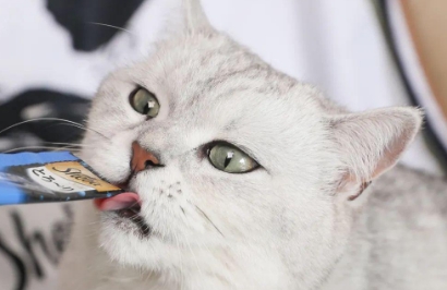 大脸猫猫条是什么成分