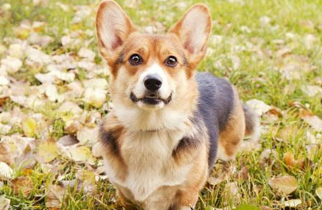 多地加强养犬管理：一地要求县城区域内无大型犬烈性犬无主犬