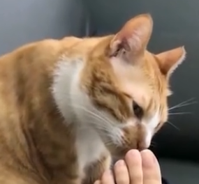 当猫咪闻了主人的脚之后……最后一只的反应太真实了! 当猫咪闻了主人的脚之后……最后一只的反应太真实了!