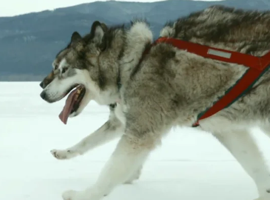因纽特犬是什么样的(因纽特犬雪橇犬介绍) 因纽特犬是什么样的(因纽特犬雪橇犬介绍)