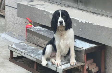英国史宾格犬多少钱一只