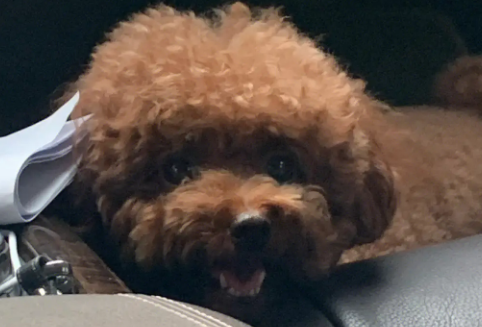 长期不出门的泰迪 长期不出门的泰迪