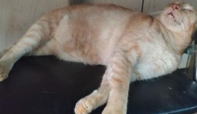 我家猫的睡相太丑了,丑到想哭! 我家猫的睡相太丑了,丑到想哭!