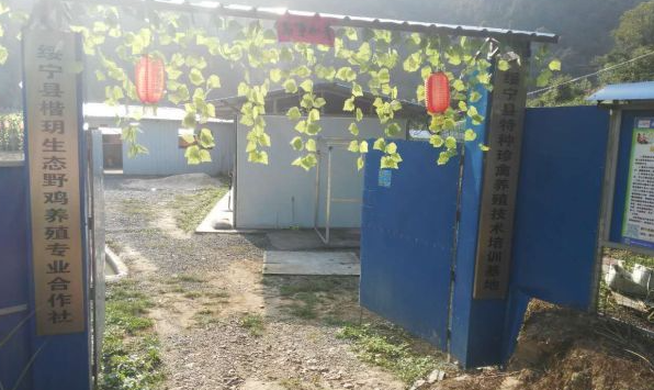 绥宁县净溪村：七彩山鸡特色养殖 助力山区脱贫攻坚