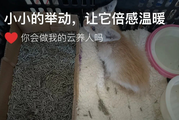 杂乱木堆里听见微弱猫叫声，拼命搬了半小时才终于看到