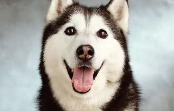 陪伴11年的比熊犬寄养2天死亡，法院判宠物店主赔偿精神抚慰金