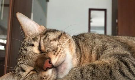 虎斑猫90°歪头看着主人吃面,这难道不会抽筋吗? 虎斑猫90°歪头看着主人吃面,这难道不会抽筋吗?