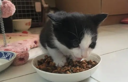 佩格瑞斯猫粮贵吗