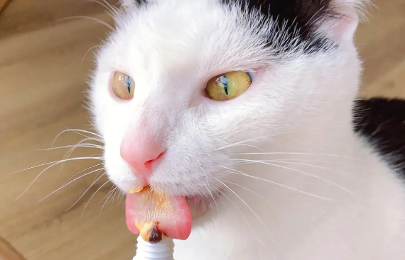 魔方化毛膏：高效解决猫咪毛球问题的神器