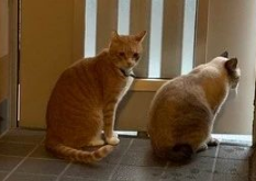 台风侵袭之日,自家胖橘猫竟带好朋友回家避难…… 台风侵袭之日,自家胖橘猫竟带好朋友回家避难……
