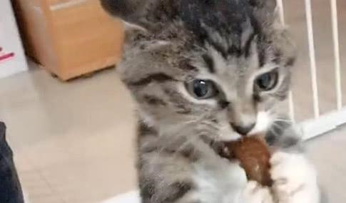 猫咪偷吃肉肉,被主人抓住后颈也不放开爪子:这是本喵的! 猫咪偷吃肉肉,被主人抓住后颈也不放开爪子:这是本喵的!
