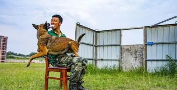 战斗力满满!一组酷图带你看军犬专业训练 战斗力满满!一组酷图带你看军犬专业训练