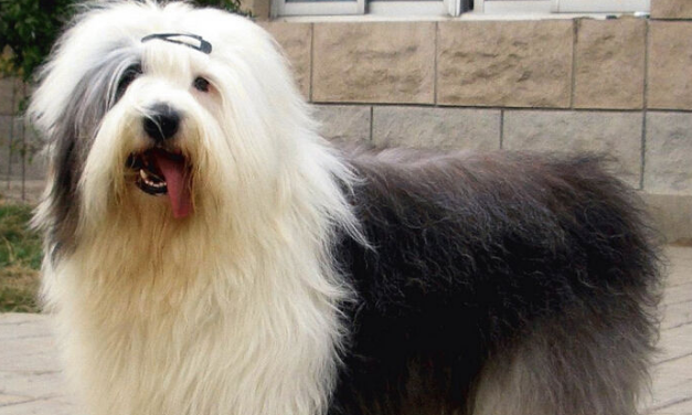 古代长须牧羊犬好养吗?选零食注意的细节 古代长须牧羊犬好养吗?选零食注意的细节