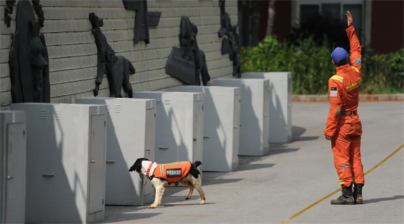 全国消防搜救犬比武 | 恩主培楚:“人犬合一”全力出击 全国消防搜救犬比武 | 恩主培楚:“人犬合一”全力出击