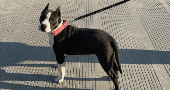 斯塔福犬为啥养的少 斯塔福犬为啥养的少