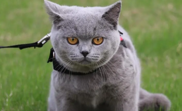 几只俄罗斯小蓝猫寻新家