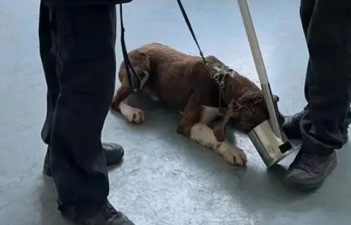 警犬冷知识：缉毒犬养成手册