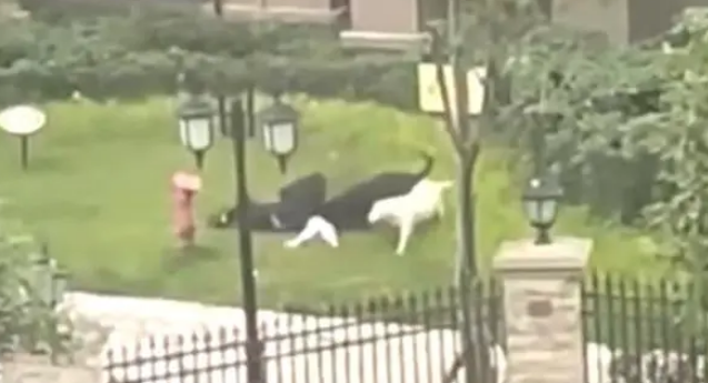 被咬伤女童仍昏迷,母亲:涉事 罗威纳犬已找到 被咬伤女童仍昏迷,母亲:涉事 罗威纳犬已找到