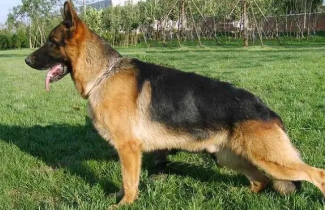 纯种德国牧羊犬价格多少钱一只