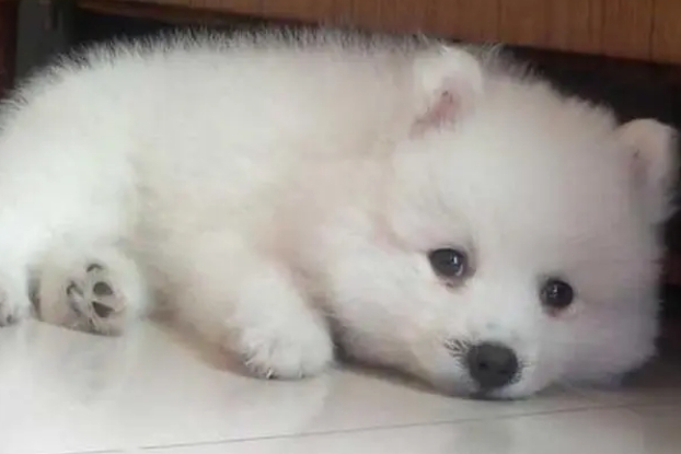 银狐犬6个月长啥样
