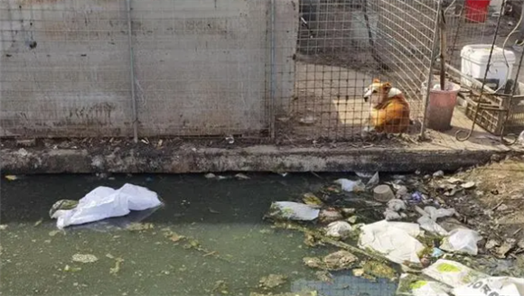 “星期狗”哪儿来的？30多家“犬业基地”扎堆上海西南角，污水横流环境不堪