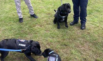 小警犬新官上任，竟就被小朋友抢着摸，这也太受欢迎了！