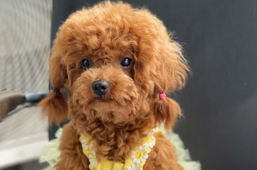 厉害了!泰迪犬挑战世界第一天空悬廊 厉害了!泰迪犬挑战世界第一天空悬廊