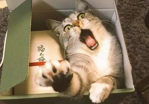 田田猫也有猫砂?逼格和性价比兼具! 田田猫也有猫砂?逼格和性价比兼具!