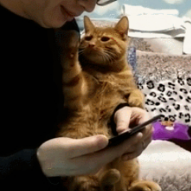 橘猫真会撩，和男主卿卿我我，女主看不下去了：祝你们情人节快乐