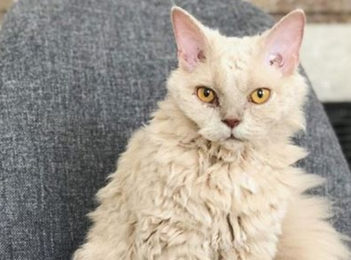 雨中捡到流浪猫，没想到却是一个“稀有品种”