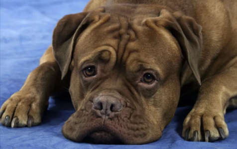 波尔多犬的养护常识?注意定期梳洗毛发 波尔多犬的养护常识?注意定期梳洗毛发