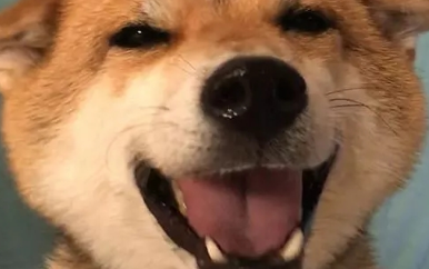 柴犬的“微笑”让人无法招架,论谄媚发嗲,人类都比不过这只柴犬 柴犬的“微笑”让人无法招架,论谄媚发嗲,人类都比不过这只柴犬
