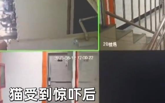 宠物猫跑出门,主人查监控发现被女邻居抱走,嫌吵拿扫把驱赶摔死 宠物猫跑出门,主人查监控发现被女邻居抱走,嫌吵拿扫把驱赶摔死