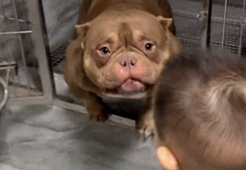 看起来凶猛的恶霸犬，对孩子却非常温柔，都望眼欲穿了：快摸我！